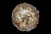 Tronc Araucaria silicifié CT 225 MA